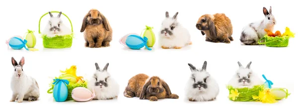 Пасхальні Картини Кролик Кольоровими Яйцями — стокове фото