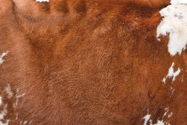 Texture of a brown spotted cow coat. Red and white cow hair Close up. Real genuine natural fur, copy space for text.