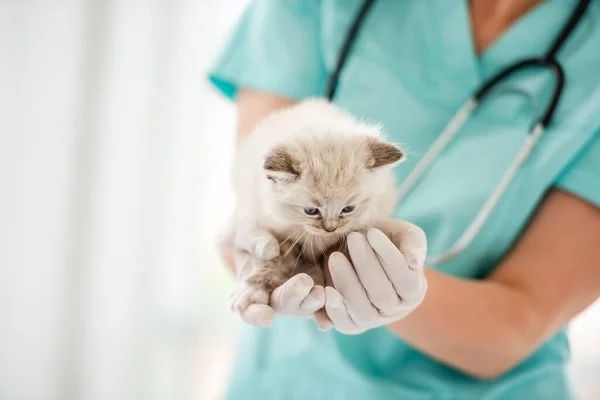 Котенок Ветеринарной Клинике — стоковое фото