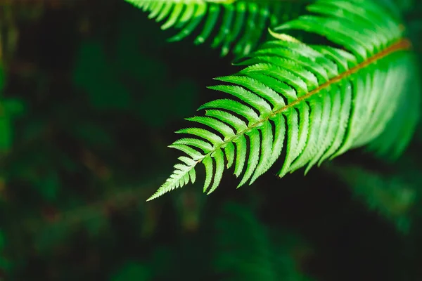Зелене Листя Папороті Вид Крупним Планом — стокове фото