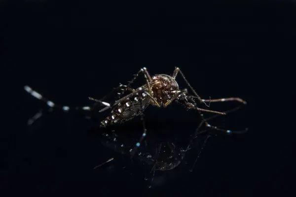 关于黑镜的蚊子宏观背景 — 图库照片