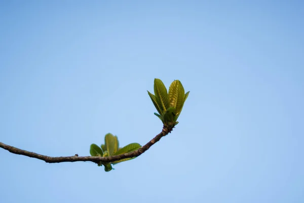 Miękkie Pędy Zielonych Liści — Zdjęcie stockowe