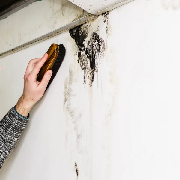 Man Hand Removes Black Mold Wall Leakage — Stock Photo, Image