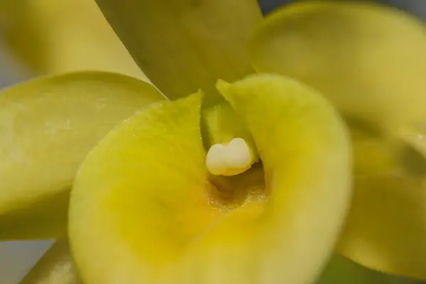 Macro Orquídea Amarela Perto — Fotografia de Stock