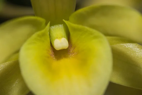 Makrogelbe Orchidee Aus Nächster Nähe — Stockfoto