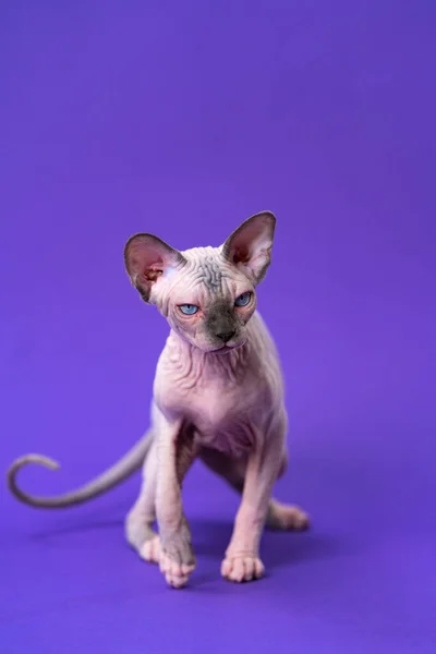 カナダの猫の肖像青のミンクと紫の背景を歩く青の目を持つ白 — ストック写真