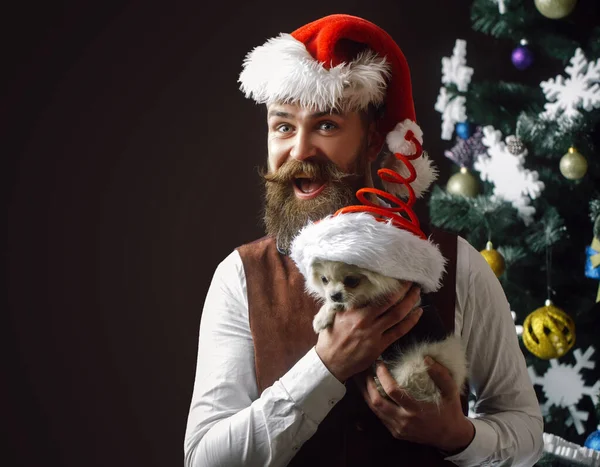 Śmieszny Mikołaj Psem Impreza Święta Zwierzętami Domowymi Pomorski Spitz — Zdjęcie stockowe