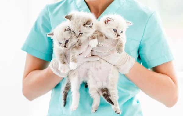 Котята Ветеринарной Клинике — стоковое фото