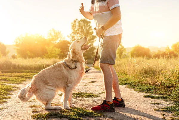 stock image Training of golden retriever dog outdoors