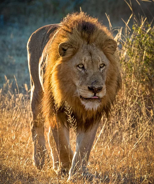 Leão Natureza Selvagem Panthera Leo Vista Diurna — Fotografia de Stock