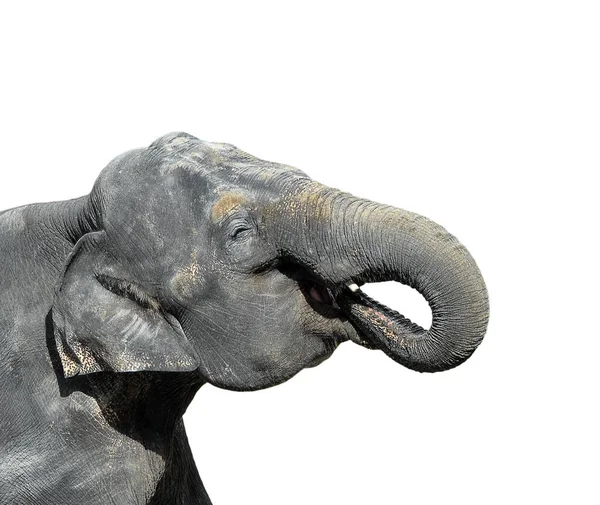 Retrato Grande Elefante Cinzento — Fotografia de Stock