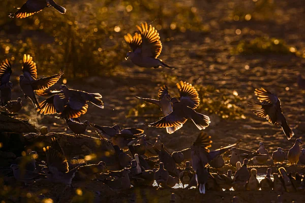 Кільцеві Голуби Транскордонному Парку Хагаґаді Південна Африка — стокове фото