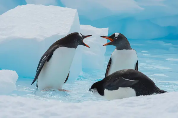 Πιγκουίνοι Gentoo Στον Πάγο — Φωτογραφία Αρχείου