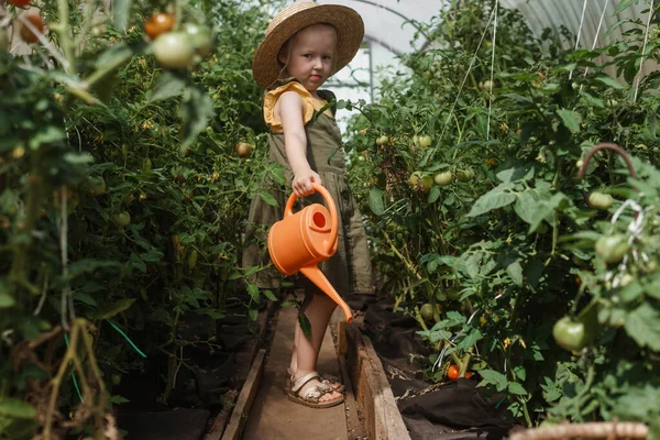 Seorang Gadis Kecil Dengan Topi Jerami Memetik Tomat Rumah Kaca — Stok Foto