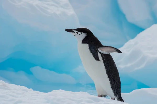 Kinnriemen Pinguin Auf Dem Eis — Stockfoto