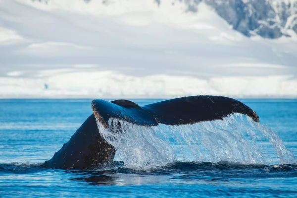 Горбатый Китовый Хвост Лицензионные Стоковые Изображения