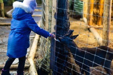 Genç bir kız çiftlikte koyun ve keçi besliyor..