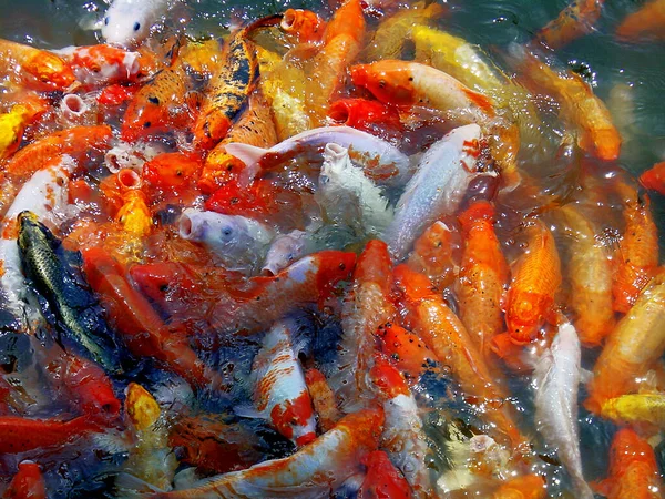 Goldfishes Water — Stock Photo, Image