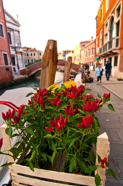 Venice Italy Red Chili Pepper Plant — Stock Photo, Image