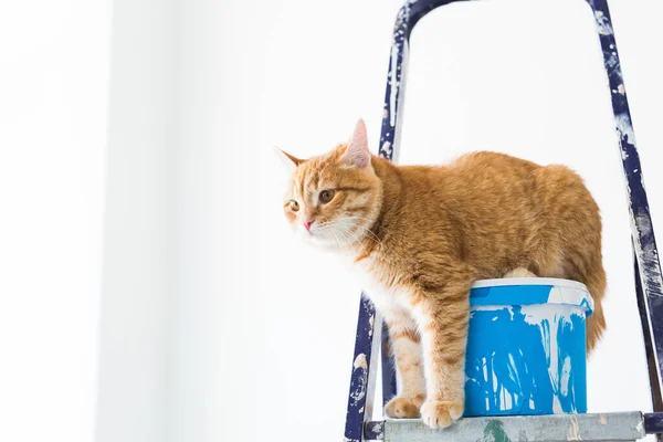 Opravy Malování Stěn Kočka Sedí Štaflí Srandovní Obrázek — Stock fotografie