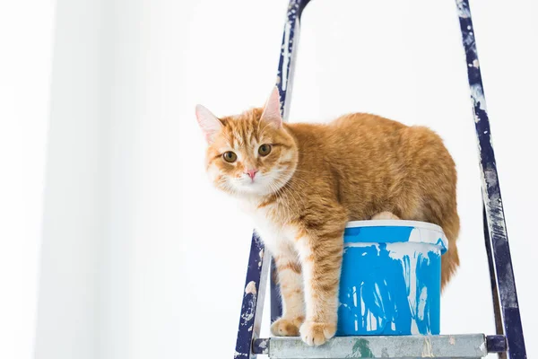 粉刷墙壁 猫坐在梯子上 有趣的图片 — 图库照片