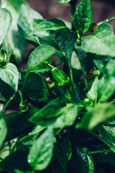 Green Spicy Pepper Garden — Stock Photo, Image