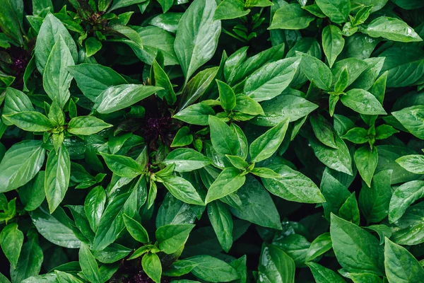 Frisches Grünes Basilikum Mit Wassertropfen Auf Blättern Gemüsegarten — Stockfoto