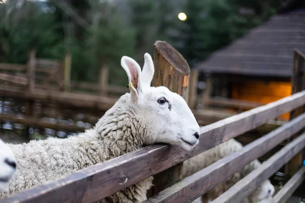 Çiftlikte Koyun Besleyen Tatlı Küçük Bir Kız Kırsal Kesimde Aile — Stok fotoğraf