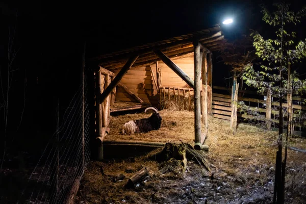 Retrato Una Cabra Negra Una Antigua Casa Campo —  Fotos de Stock
