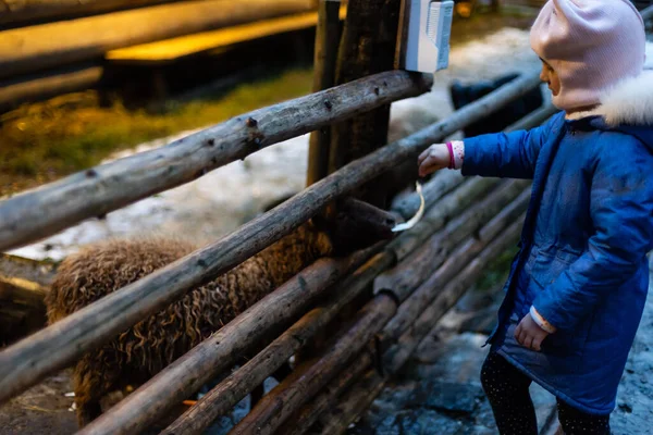 Gadis Kecil Yang Lucu Memberi Makan Domba Peternakan Gadis Yang — Stok Foto