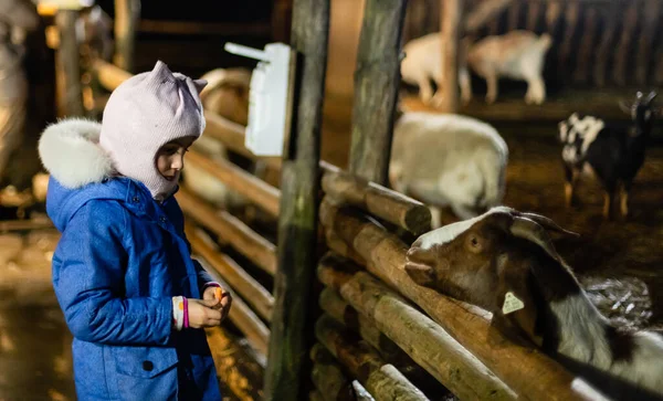 Χαριτωμένο Κοριτσάκι Ταΐζει Ένα Πρόβατο Στη Φάρμα Ευτυχισμένο Κορίτσι Οικογενειακό — Φωτογραφία Αρχείου