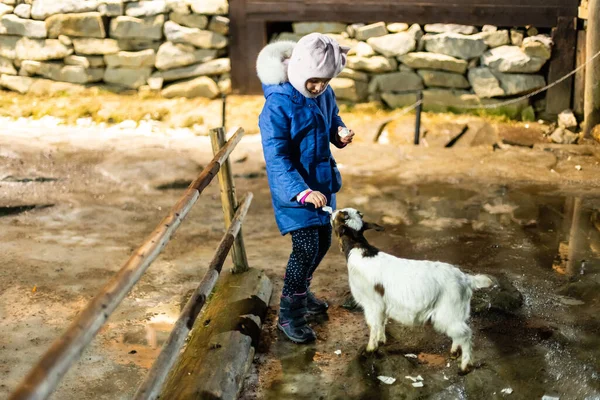 Chica Joven Alimentando Ovejas Una Cabra Granja —  Fotos de Stock