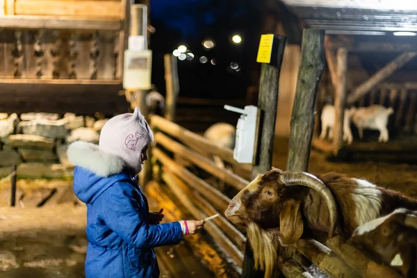 在农场里喂羊和山羊的小女孩 — 图库照片