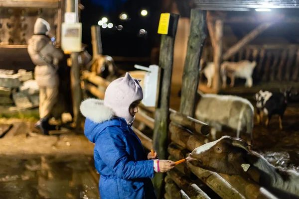在农场里喂羊和山羊的小女孩 — 图库照片
