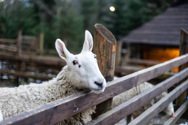可爱的小女孩在农场喂羊 在乡间度过的家庭周末快乐的女孩 儿童与动物的友谊 — 图库照片
