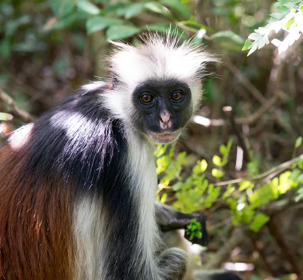 Macaco Desgrenhado Curioso Uma Árvore Parque Nacional Jozani Chwaka Bay — Fotografia de Stock