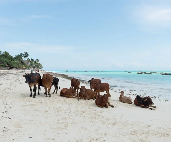 Grupo Vacas Marrons Africanas Repouso Praia Zanzibar Arenosa — Fotografia de Stock