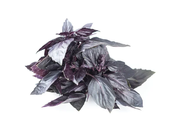 Feuilles Basilic Violet Isolées Sur Fond Blanc — Photo