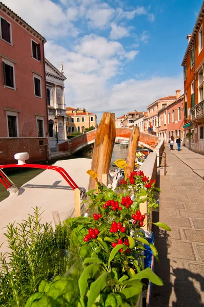 Венеция Италия Красный Перец Чили — стоковое фото