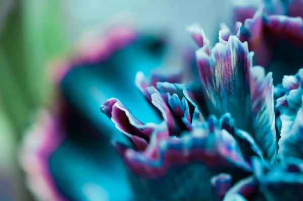 Abstract floral background, blue carnation flower. Macro flowers backdrop