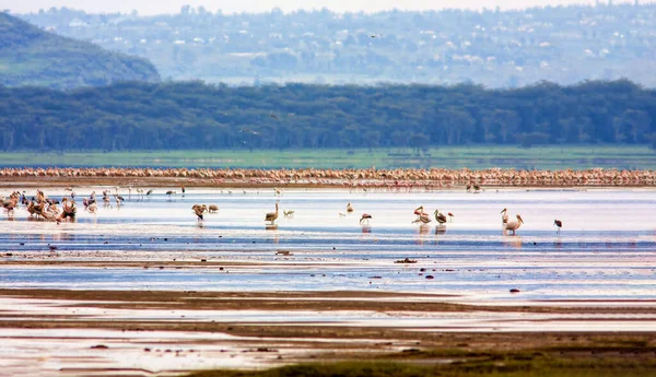 Eine Riesige Anzahl Von Vögeln Auf Einem See Kenia — Stockfoto