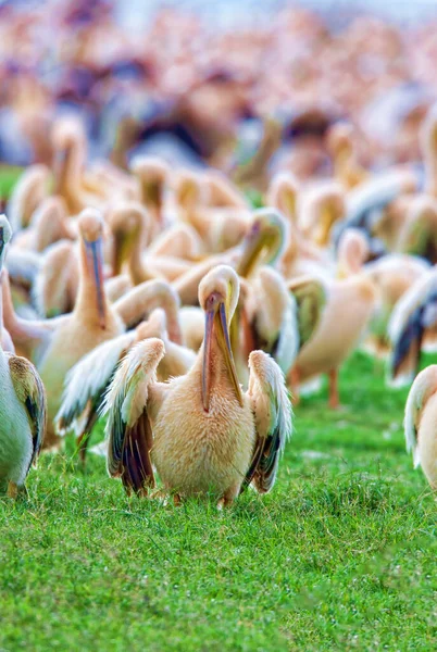 Stado Pelikanów Nad Jeziorem Nakuru Kenia Park Narodowy — Zdjęcie stockowe