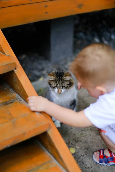 Μικρό Αρσενικό Παιδί Που Παίζει Γάτα — Φωτογραφία Αρχείου