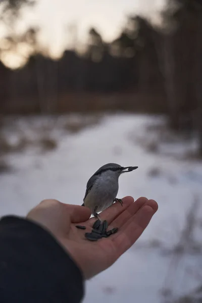 Sibirya Parkındaki Kuşlar — Stok fotoğraf