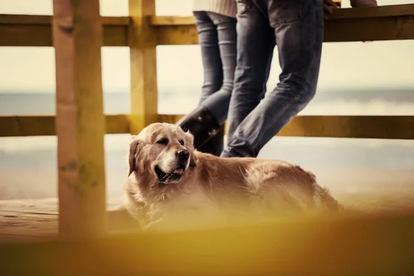Kumsalda Köpeği Olan Genç Bir Çift — Stok fotoğraf