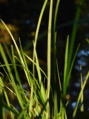 Çiyli su damlaları ile taze arkaplan 