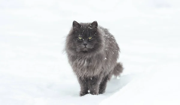 Šedá Kočka Stojí Mezi Bílými Sněhy Zimě — Stock fotografie