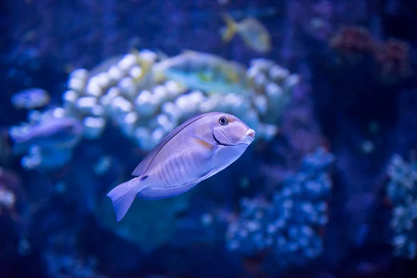 Fisk Som Simmar Akvarium Fantastisk Undervattensvärld Koncept — Stockfoto