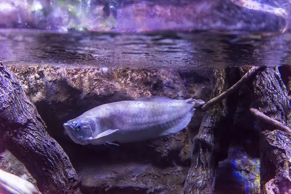 Fische Schwimmen Aquarium Erstaunliches Unterwasserwelten Konzept — Stockfoto