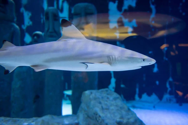 Rekin Pływa Akwarium Niesamowita Koncepcja Podwodnego Świata — Zdjęcie stockowe
